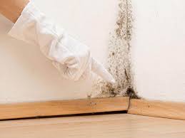 Best Attic Mold Removal  in Oyster Bay Cove, NY